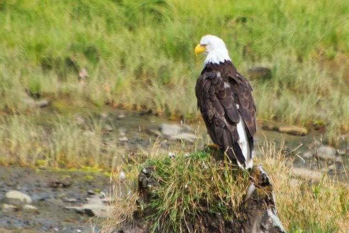 Ketchikan Shore Excursion: Eagle Sanctuary and Rainforest Wildlife Center - Photo 1 of 5